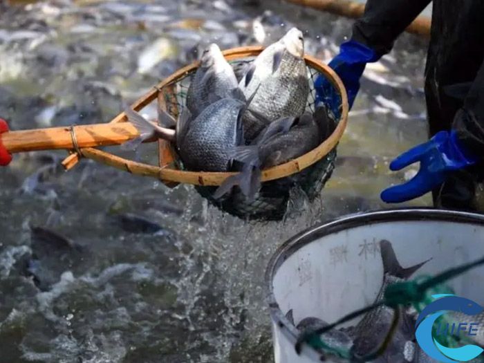 海南省在推动渔业产业发展过程中遇到了哪些挑战