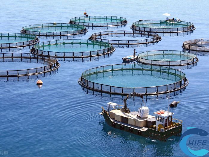 海南省深远海养殖技术创新的未来发展方向有哪些